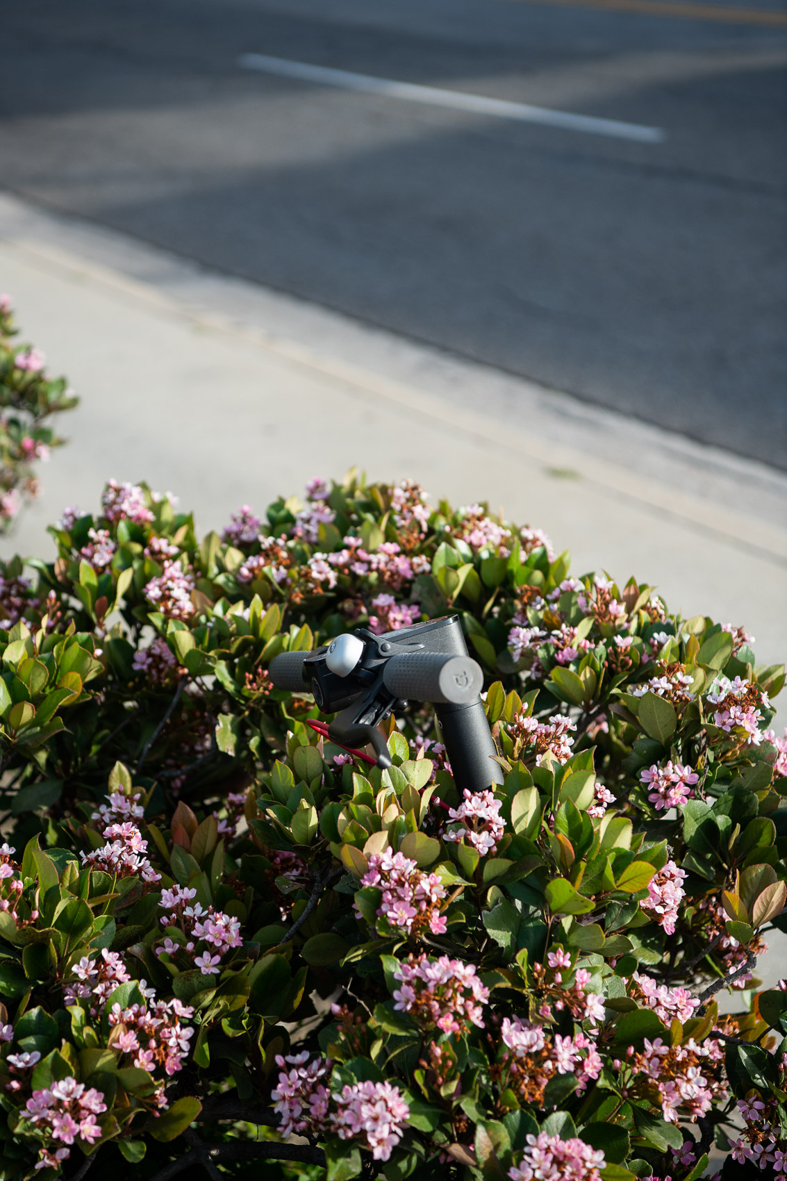 Bird in a bush dockless scooter project in Venice Beach.