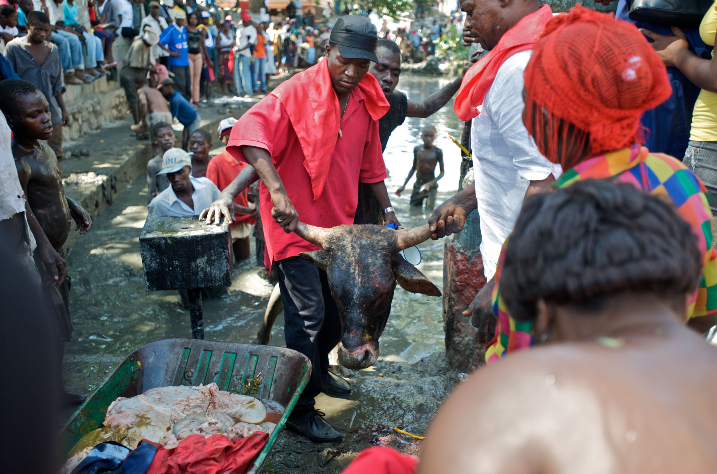 Animal sacrifice - Men hold a bull