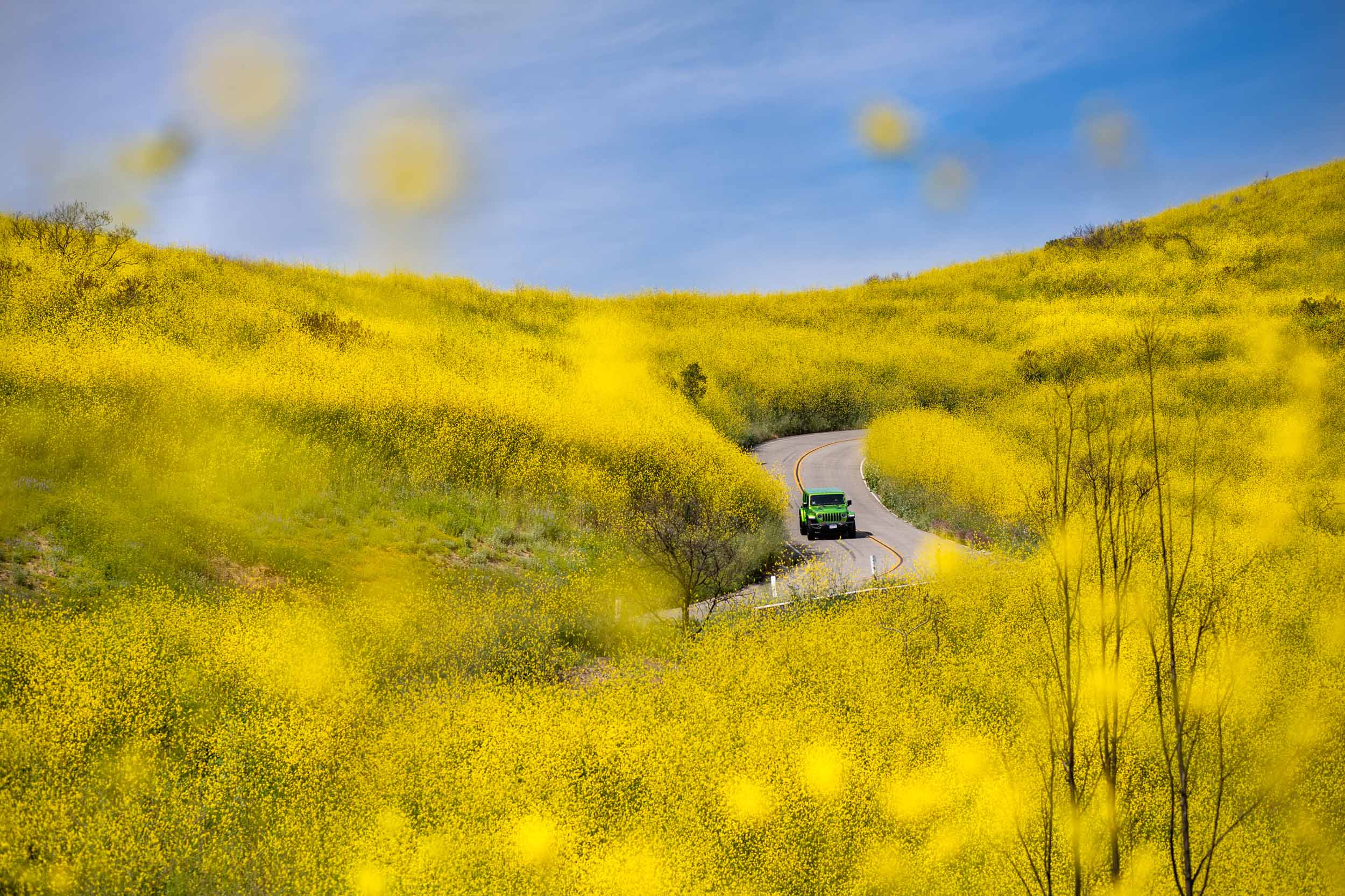 A Jeep drives through yellow wildflowers in Malibu, Calif. during a superbloom.