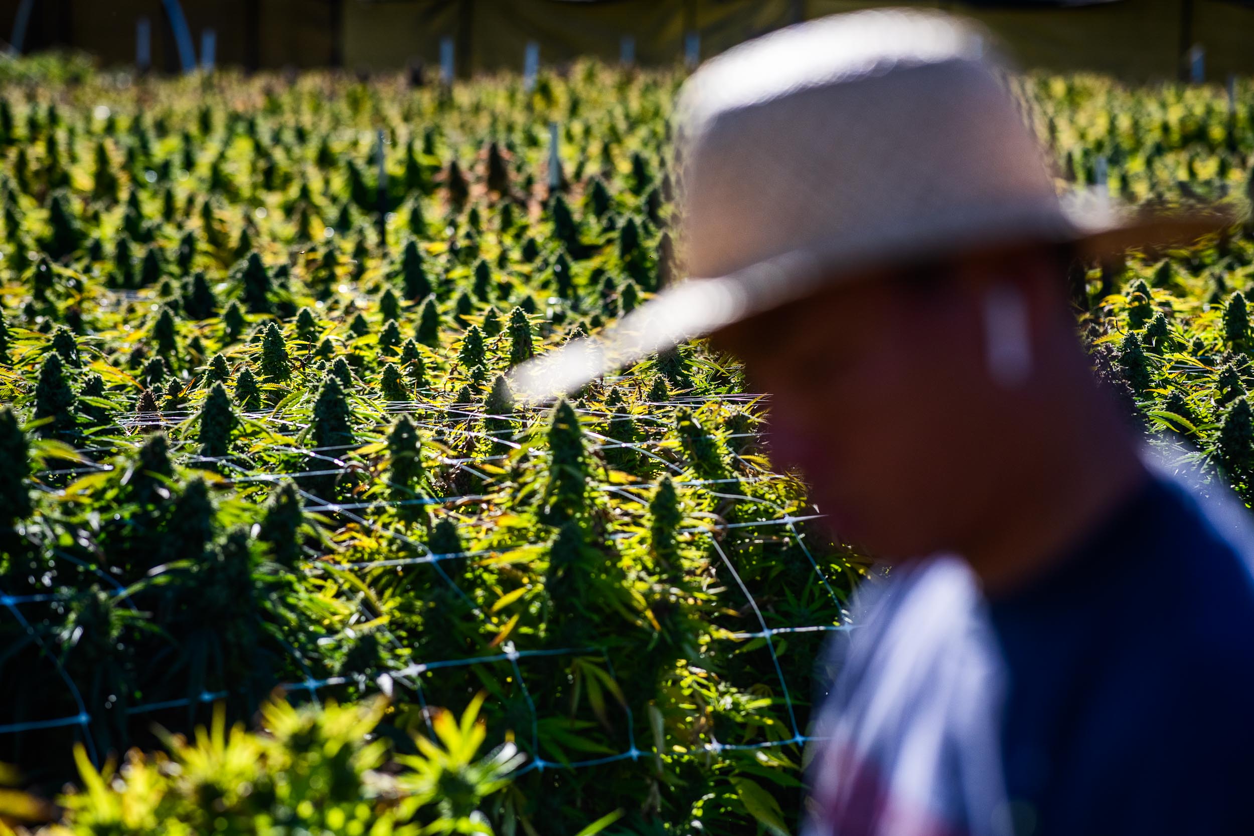 A man works on a cannabis farm in Humboldt County, Calif.