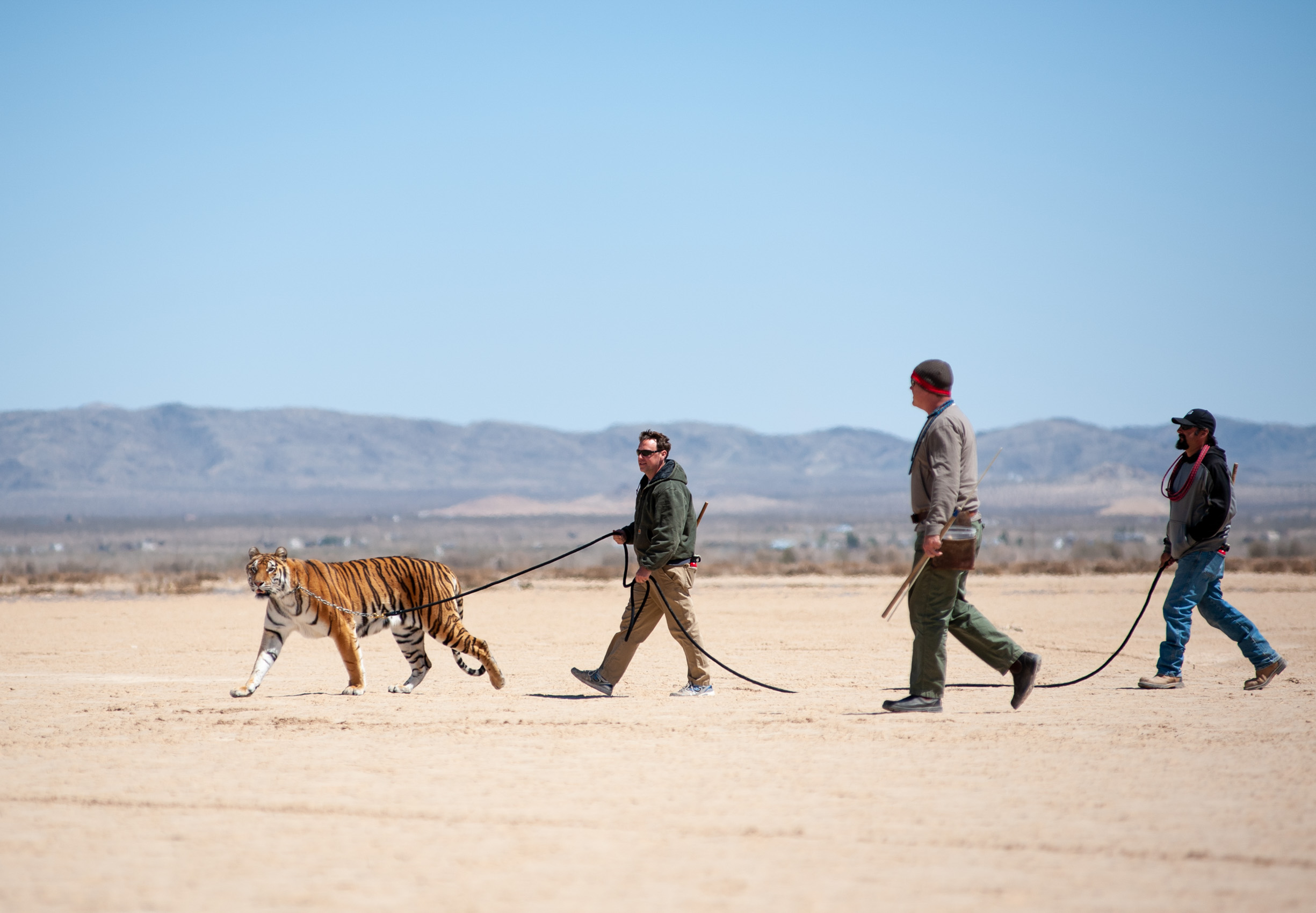 Behind the scenes shot of a tiger walking with trainers in Victorville, Calif.