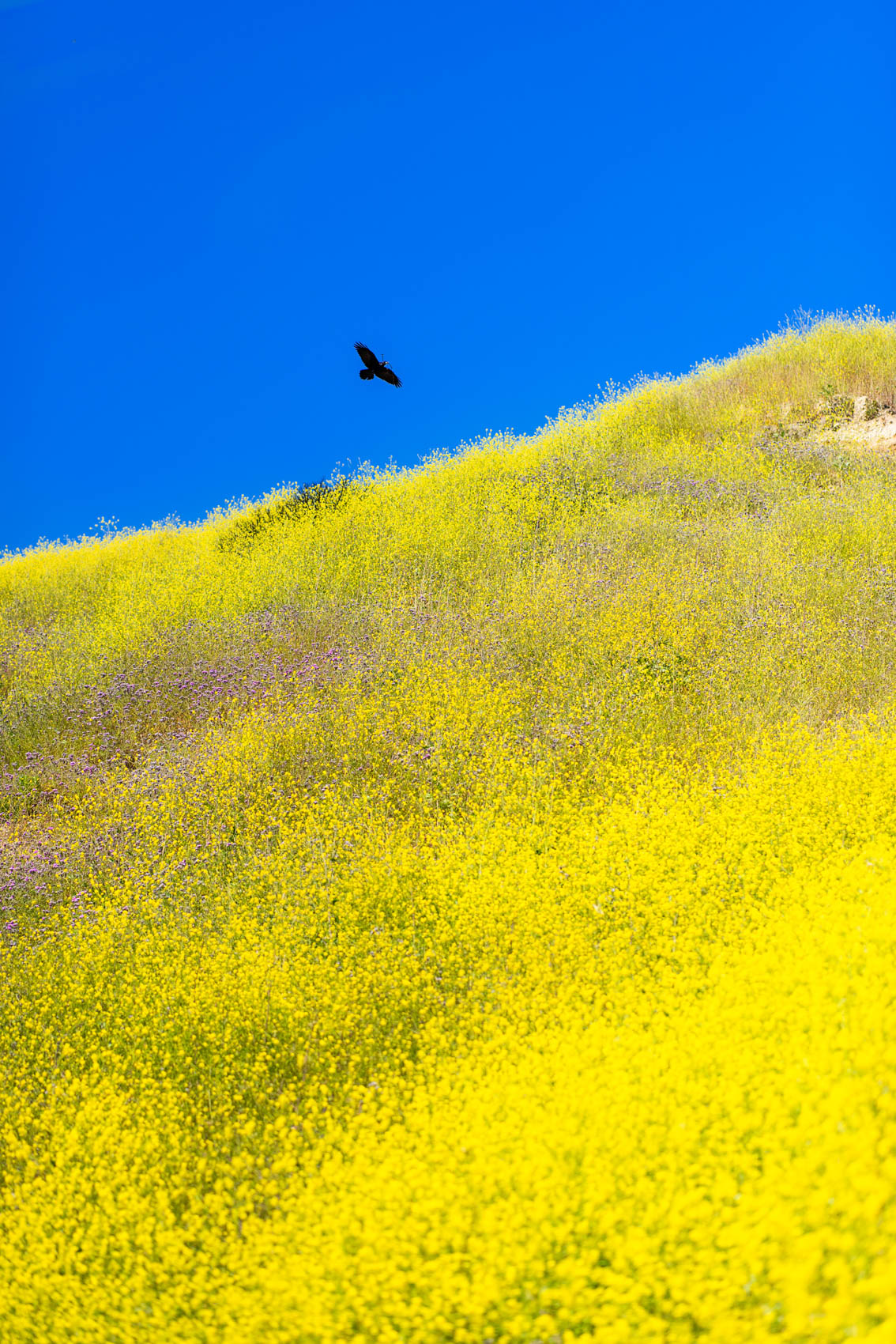 A bird flies over a field of yellow wildflowers during a superbloom in Malibu, Calif.