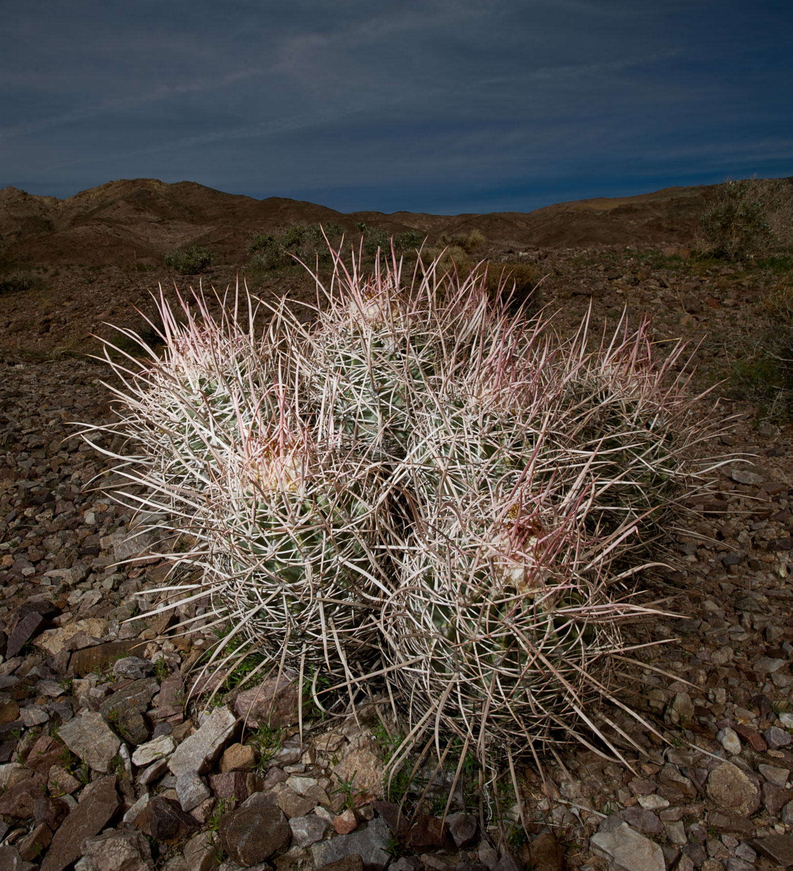 Flash lit cactus in Death Valley National Park.