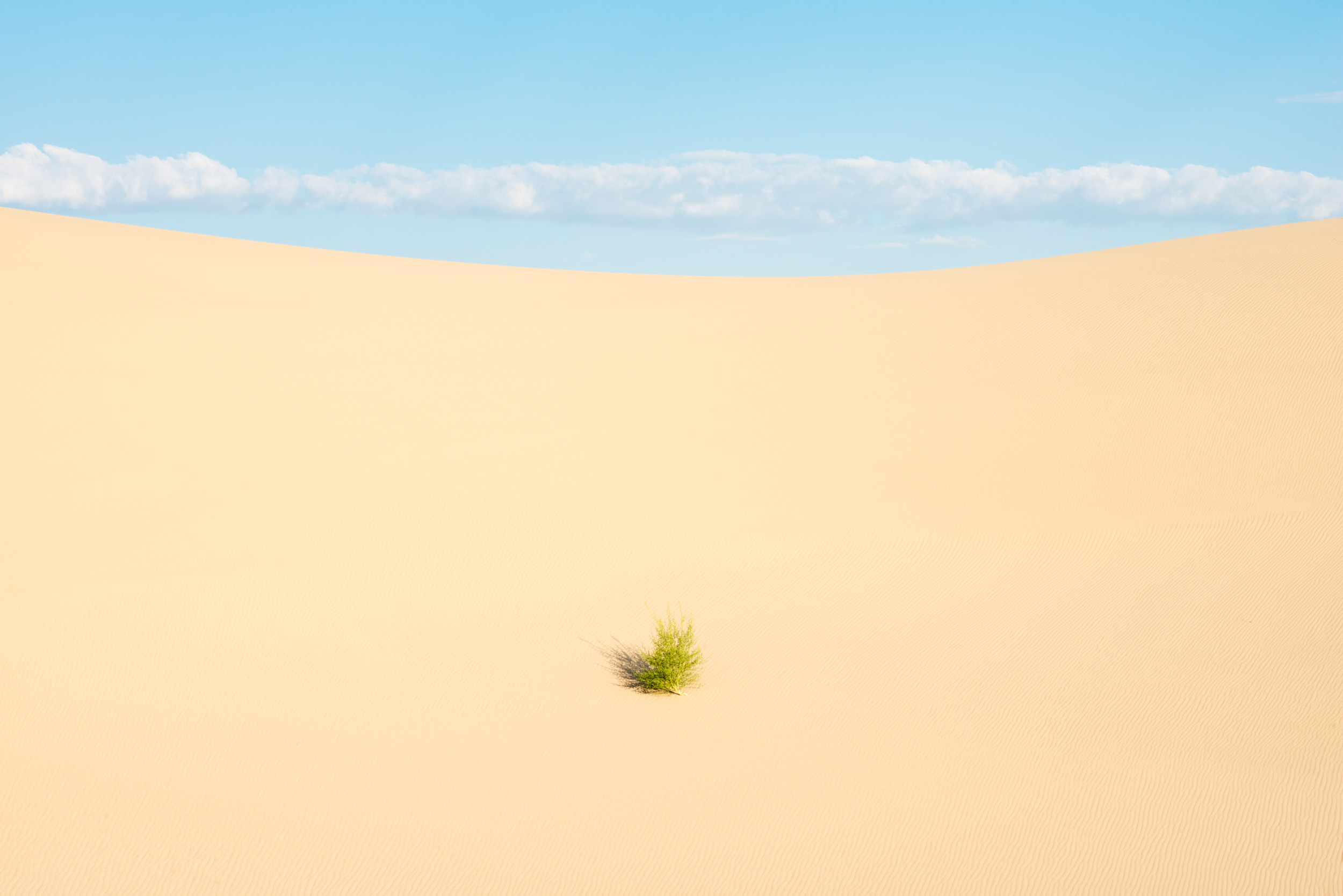 A single isolated shrub grows on the Eureka Dunes in Death Valley National Park.