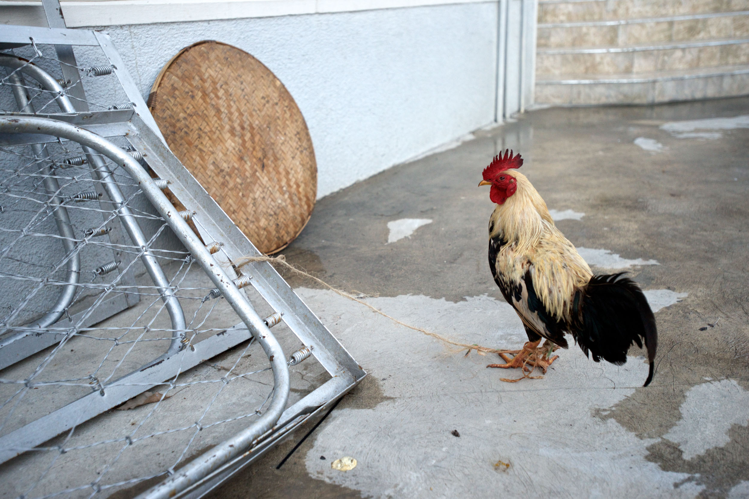 A chicken stands tethered to a table in Port au Prince, Haiti.